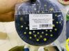 Оправка для шлиф. машинки, полутвердая, velcro, 125мм*12мм/ 5/16*24мм/ 51отв.